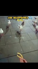 "And do it with pigeons"  ᴀ ʜᴇᴀʀᴛꜰᴇʟᴛ ᴡᴇʟᴄᴏᴍᴇ ᴛᴏ ᴛʜᴇ ꜰᴏʟᴏᴡᴇʀꜱ ꜰʀᴏᴍ ʀᴀᴢᴀ ᴏʏʏᴇ