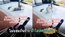 คลิปไวรัลเผยน้องหมาไม่ยอมกินข้าว ถ้าเจ้าของไม่สตาร์ตรถก่อน !