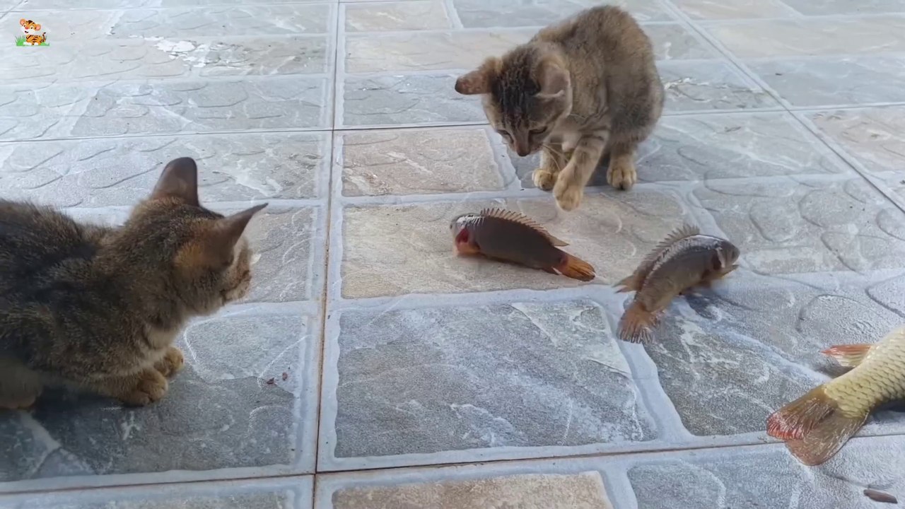 Beautiful Animal Moments - Dog_ Cat_ Chicken_ Elephant_ Cow_ Sheep - Animal Sounds(1080P_HD)