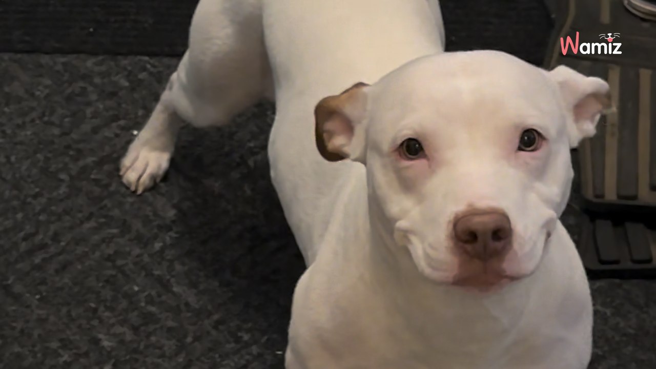 Perro ansioso del refugio llega a su nuevo hogar: sus primeros pasos en casa impactan Internet (vídeo)