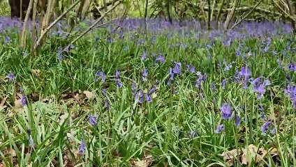 Beautiful bluebells at Butcher's Wood, Hassocks