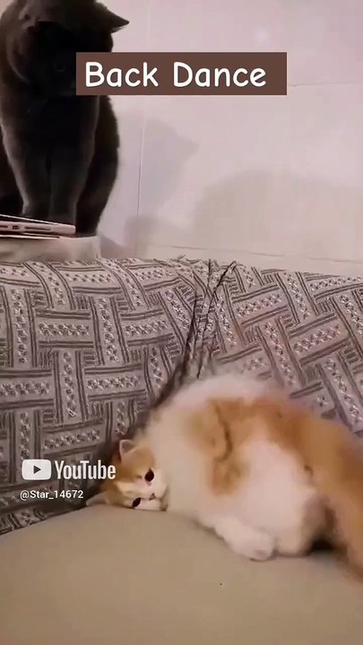__back Dance__ #cats #lover #funny #shortsvideo #ai  @Fun_channel5649