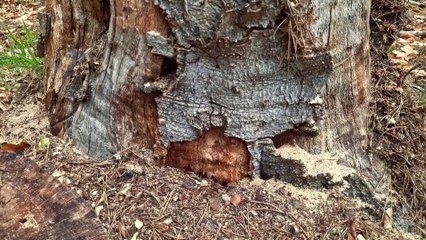 Quiet Forest Awakens- Birdsong, Rain, and the World of Ants 4K