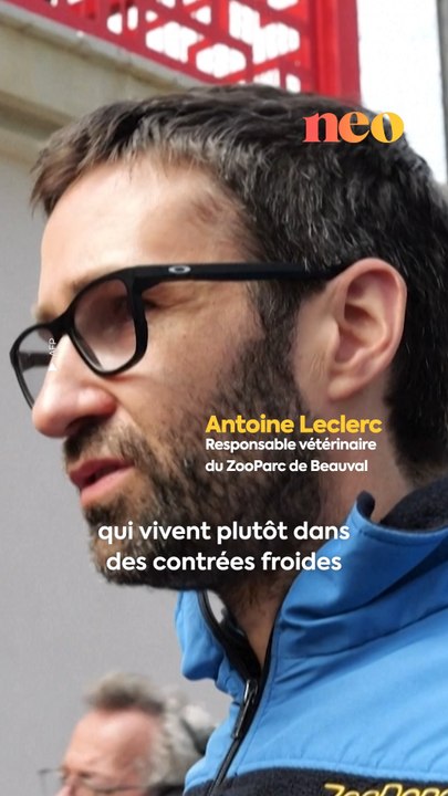 Le zoo de Beauval accueille trois singes dorés