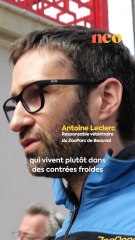 Le zoo de Beauval accueille trois singes dorés