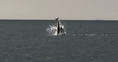 Rare footage captures moment a dolphin pod kill an infant dolphin calf