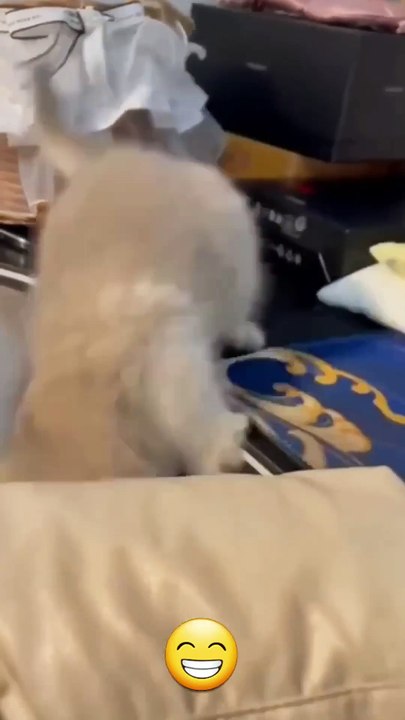 🐱 Funny cat videos _ cute cats _ Try not to laugh _ Cat videos Compilation #shorts  🐈