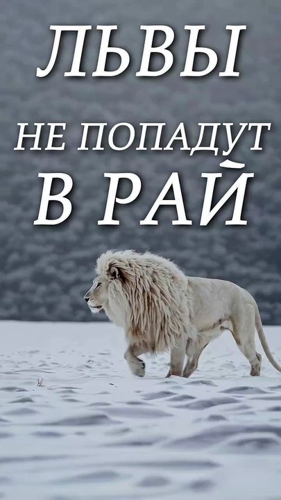 ЛЬВЫ НЕ ПОПАДАЮТ В РАЙ.  Хадж и умра из Казани 2025  #шортс #тикток #топ #милост