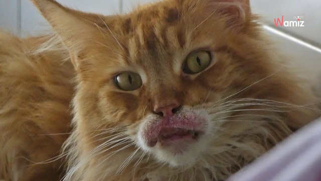 Retirés pour maltraitance, ces deux chats de refuge touchés par une maladie chronique espèrent trouver leur miracle