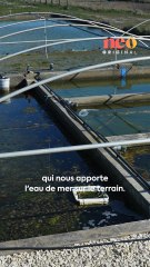 Christine et Jérôme élèvent des hippocampes