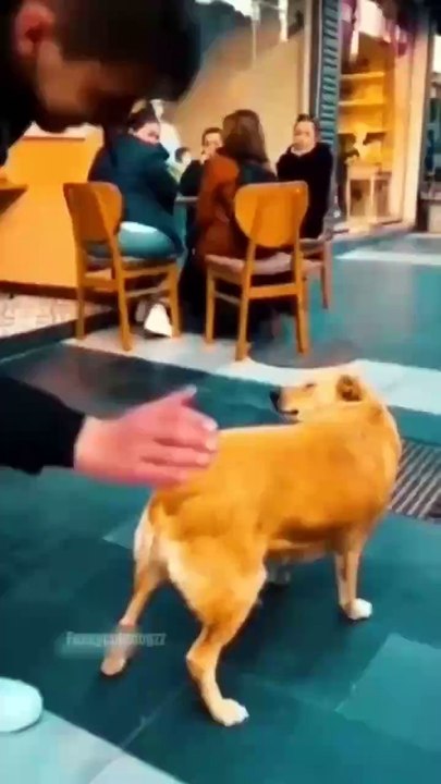 Funny Animals 2024 - Funniest Cats and Dogs video  #shorts #animals #short  This video contains the funniest compilation with Cats and Dogs, Birds, Horses and other animals Funny fails, strange situations, smart, amazing, crazy animals and much more  #cat