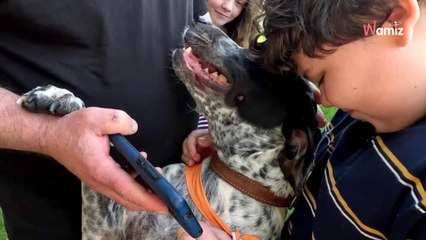 Après un ouragan, un enfant de 11 ans est piégé sous 3 mètres de décombres : son chien fait tout pour le sauver