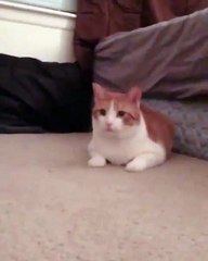 Welcome to the adorable world of **CatsAndBunnies**! 🐱🐰 In today's heartw