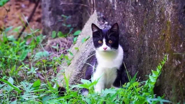 Adorable Animals Making Funny Sounds 🐾😂 | #CuteAnimals #FunnyAnimalSounds #OriginalAnimalVoices #AnimalLovers #PetCompilation #ViralPets #TryNotToLaugh