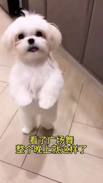 Dog Doing Dance | Dog Funny Moments | Dog Funny Reactions | Animals Funny Moments #pets #animals #fun #love #cute #beautiful #funny #dog #doglover #cutepuppies