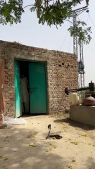 Wapis kamre men bhag gaya