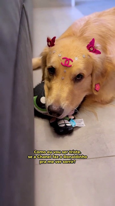 Cadela viraliza ao “imitar” sorriso de Ronaldinho Gaúcho nas redes
