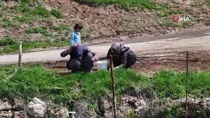 Adına türküler yazılan madımak hasadı başladı!