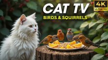 Relaxing Cat TV - Reserved Birds & Brave Squirrels Share the Table - CatTV Central