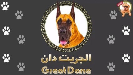 الجريت دان | المظاهر خداعة | قبل ما تدفع فلوس فيه لازم تشوف الفيديو للآخر  | Great Dane