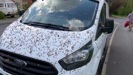 Video shows swarm of bees appear on a vehicle in Heeley, Sheffield