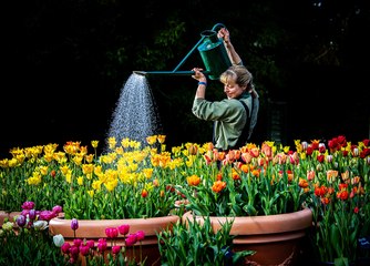 Burnby Hall Tulip Festival 2025 - thumbnail