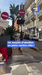 Nice : Y a-t-il eu une invasion d'abeilles dans une rue du centre-ville ?