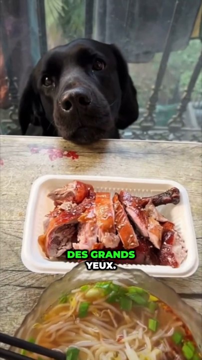 Donner les restes à ton animal ?