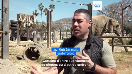 Ce zoo espagnol aide les éléphants âgés à vieillir en beauté