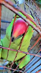 Pigeon Tries to Steal Mitthu’s Food | Mitthu Got Angry! #mitthu