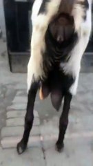 Tall Faisalabadi Beetal Goat with One-Month-Old Kid for Sale