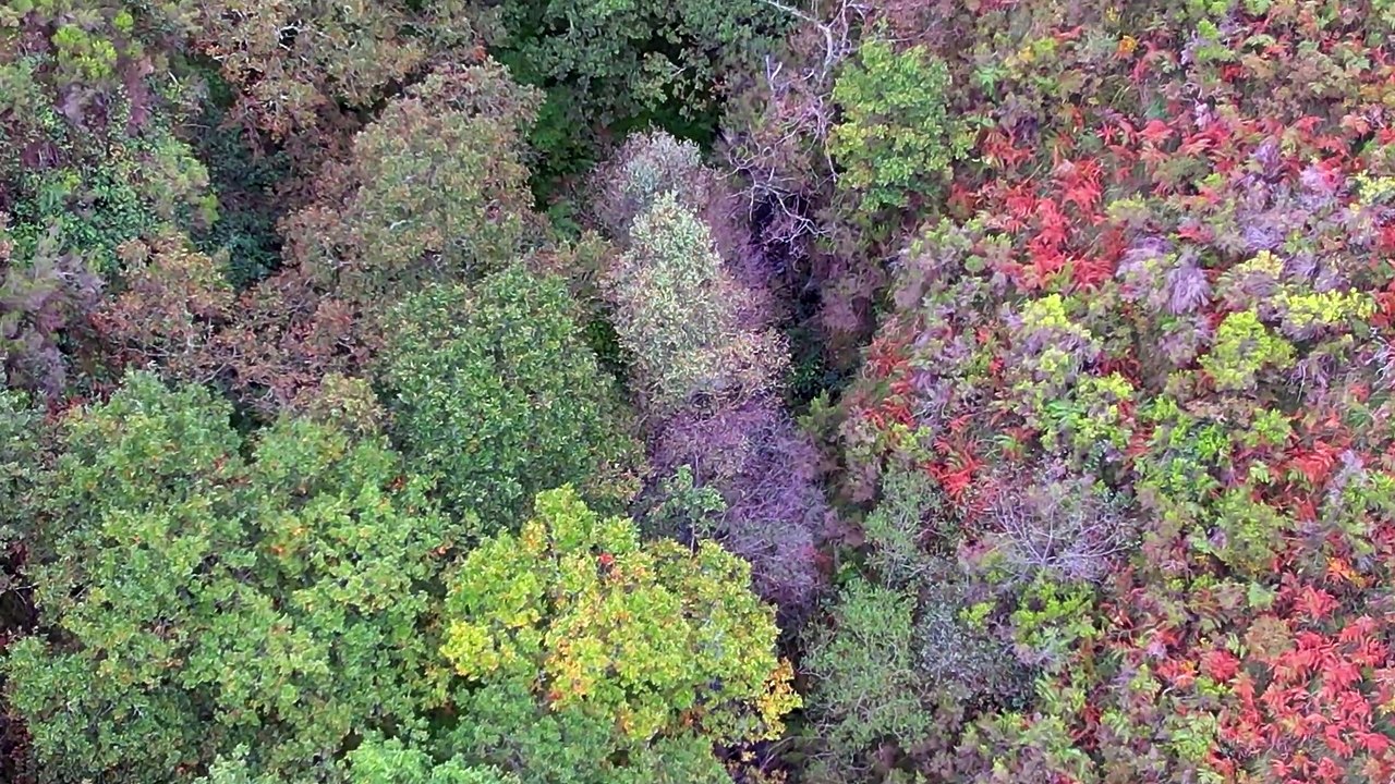 🍄Sfumature D'Autunno - Un Viaggio Tra I Colori Della Natura🌲 |#10-P.1|