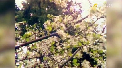 Mioara Pitulice - Buna ziua, om batran (Popasuri folclorice - arhiva TVR)