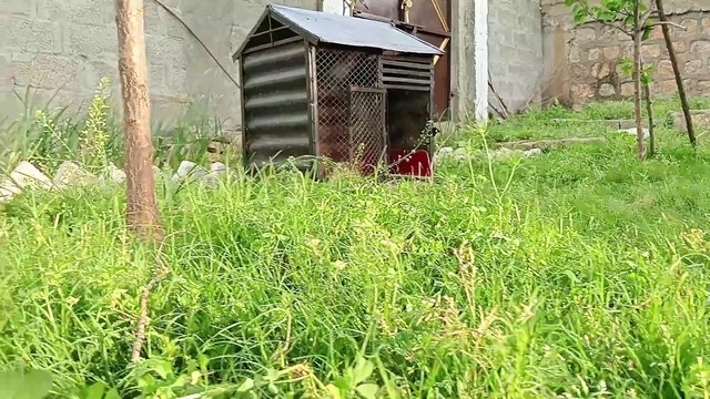 The Village Woman and Her Daily routine | My Village Life | Traditional Recipes | ಹಳ್ಳಿ ಜೀವನ