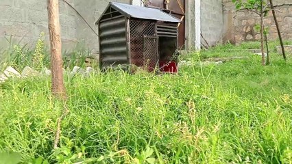 The Village Woman and Her Daily routine | My Village Life | Traditional Recipes | ಹಳ್ಳಿ ಜೀವನ