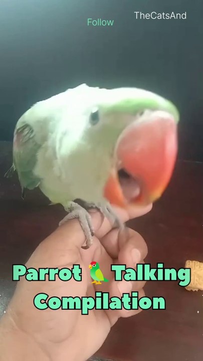 Parrot Talking Compilation Dailymotion | Funny Parrot Talking | #foryou #dailymotio #funny #comedy #laugh #laughing #pets #animals #short  #parrot #talking #sound #voice