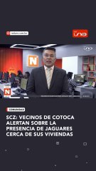 JAGUARES SUELTOS EN COTOCA