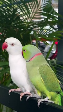 Pin cc beautiful birds Pins+by+you+_+Most+beautiful+birds,+Funny+parrots,+Pretty+birds
