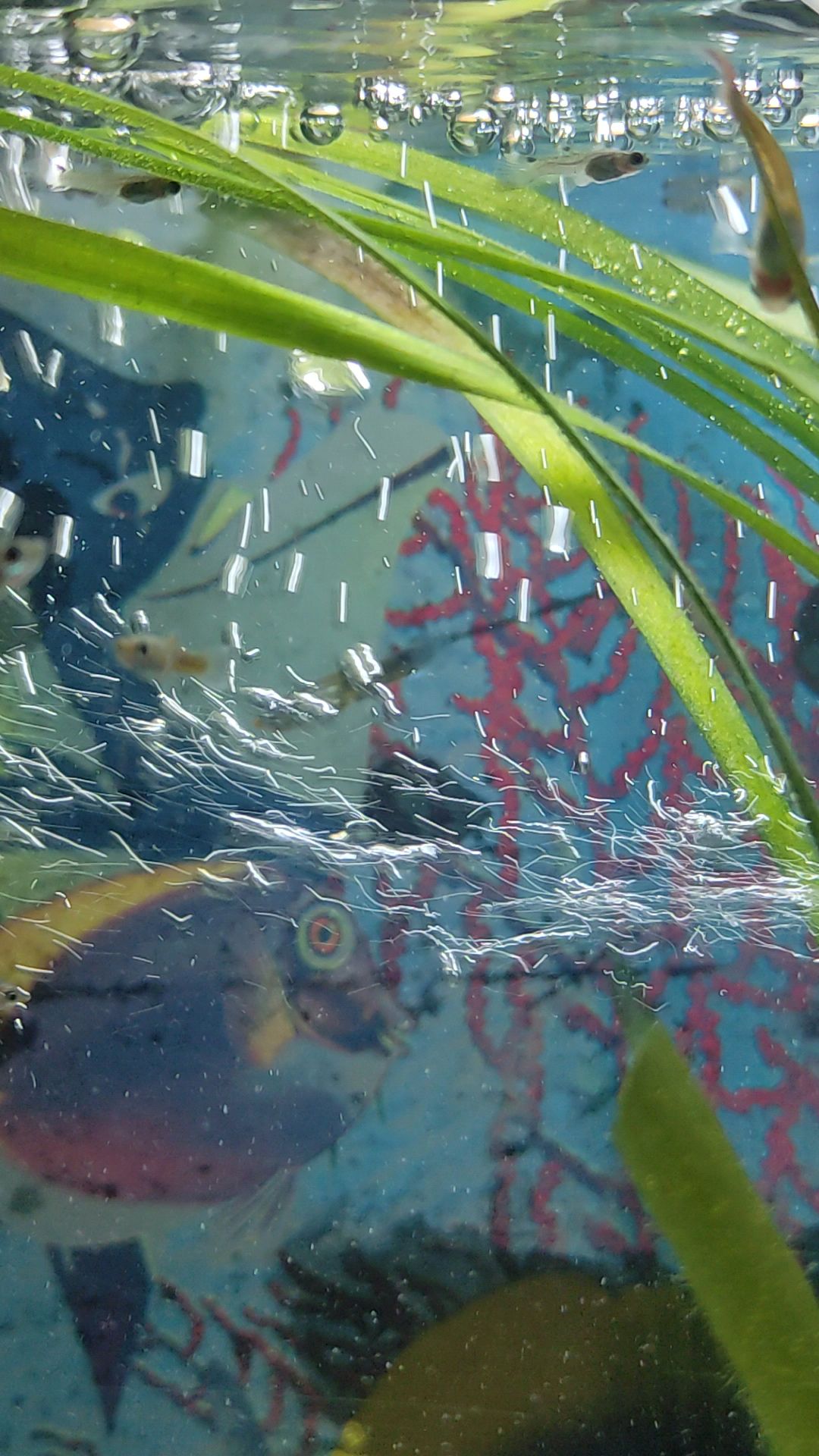 Guppy Fry In New Home