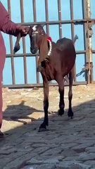 Pregnant Nagri Goat with Excellent Milk Production