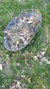 Baby bunny in flower basket plus some flowers in my yard 2025