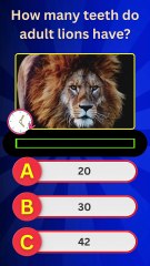 How Much Do You Know About Lion Teeth? 🦁 | Fun Animal Quiz Challenge!