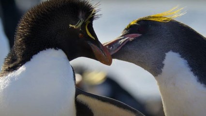 Segredos dos Pinguins 1° Temporada Trailer Legendado