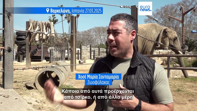 Γηροκομείο ελεφάντων: Ζωολογικός κήπος στην Ισπανία βοηθά τα ηλικιωμένα ζώα να γεράσουν καλά