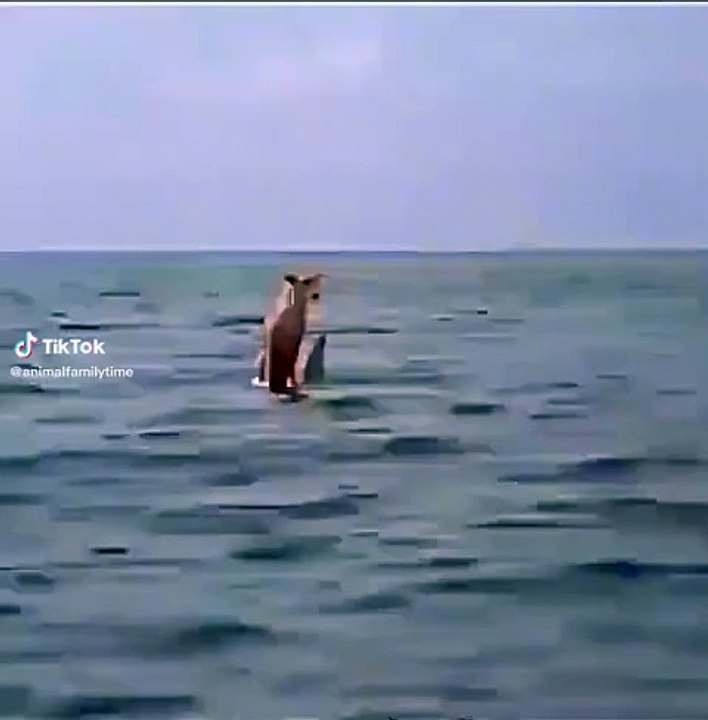 Dolphin saves a dog that fell into the sea from the boat