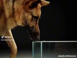 What happens when dogs drink water dogs