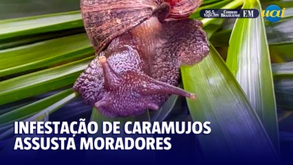 Moradores do Barreiro sofrem com infestação de caramujos africanos