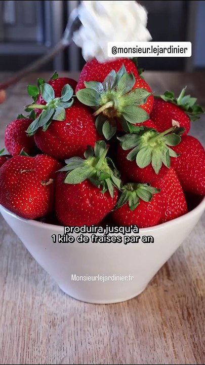 L'astuce d'un jardinier pour avoir des fraises...