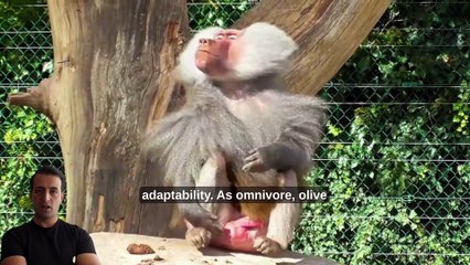 Africa’s Most Ruthless Primate? Discover the Secrets of the Olive Baboon!