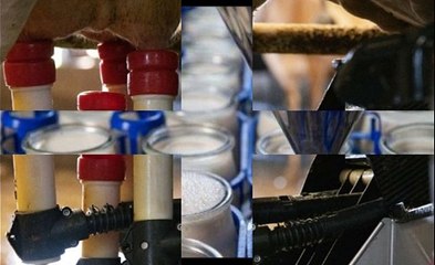 US FDA suspends milk quality tests amid workforce cuts